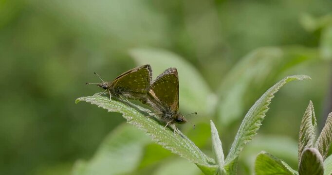 Dingy Skipper butterflies Mating ( Erynnis tages ) 
