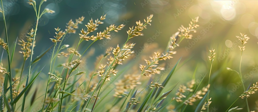 Poster blurry background enhances wild grass flower in a copy space image