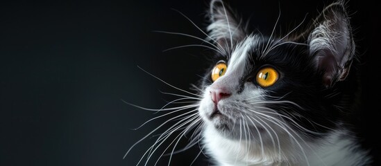 Surprised black and white cat with striking yellow eyes staring into the distance against a copy space image 108 characters