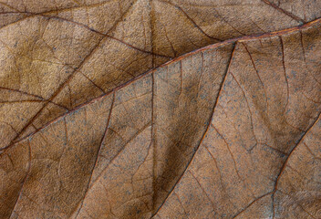 Autumn leaf vein pattern macro closeup
