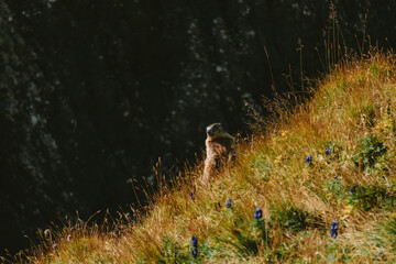 marmot in the italian mountains