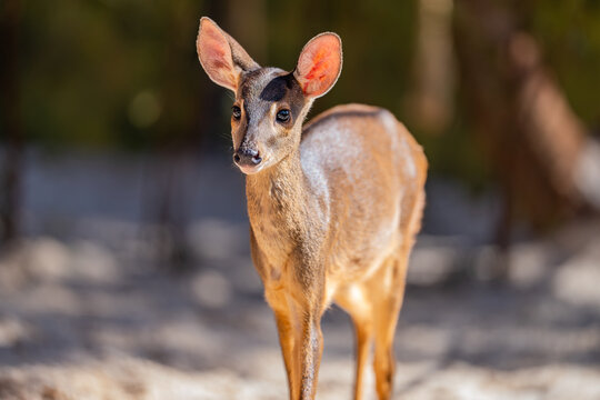 Red brocket deer (Mazama americana), Veado