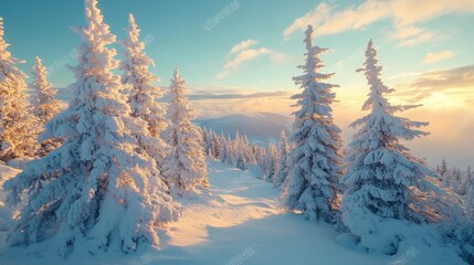 Obraz premium Glowing white spruces, illuminated by sunlight, create a breathtaking wintry scene in Carpathian National Park, Ukraine. The cool blue sky complements the pristine white landscape