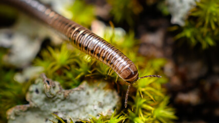 A small millipede crawls over the green moss and lichen that is growing on the rotting tree bark. Closeup of a millipede early on a Summer Morning.