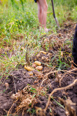 Harvesting fresh potatoes in a rural garden during late summer by a farmer while enjoying a sunny day outdoors