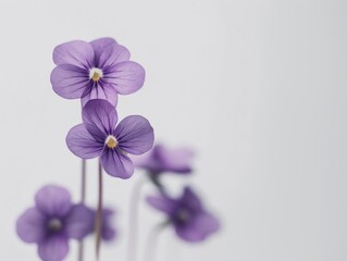 Violet flowers stand gracefully against a blurred white background, highlighting their delicate petals and serene beauty
