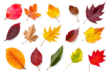 Obraz premium Collection of multicolored fallen autumn leaves isolated on white background