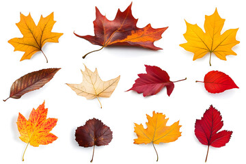 Fototapeta premium Collection of multicolored fallen autumn leaves isolated on white background