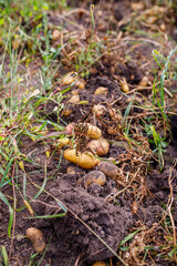 Harvesting fresh potatoes from the soil in a garden during late autumn in a rural landscape