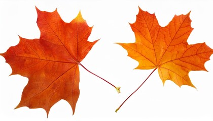 Fototapeta premium autumn maple leaves orange fall leaf thanksgiving or halloween design elements in orange red and yellow autumn colors seasonal clip art or design elements for border or background illustrations