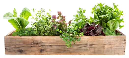 PNG Fresh organic garden herbs