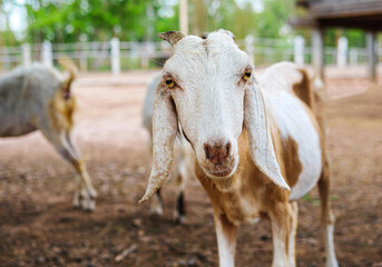 Obraz premium Cute little goats and funny in goats farm close up. Portrait. headshot photo