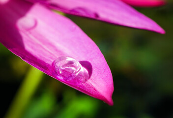 Water drops on the lotus flower, Close-up, macro