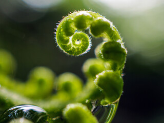 Macro shot of Fern leaves foliage in the forest. Young fern leaf shoots with rain drops in the...