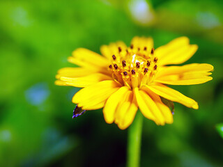 Pretty yellow creeping daisy flower, close-up of pollen yellow creeping daisy flower,  yellow creeping daisy flowers growing in spring