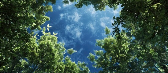 Lush green foliage set against a vibrant blue sky forming a beautiful nature scene with a canopy of towering trees framing the copy space image