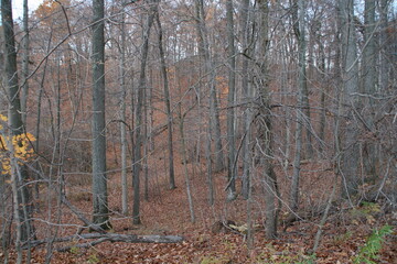 forest in autumn