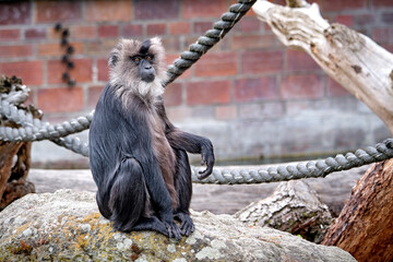 Bartaffe oder Wanderu ( Macaca silenus ).