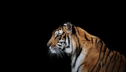 Fototapeta premium minimalism photography of a tiger black background