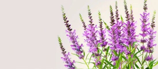 Naklejka premium Purple loosestrife flowers belonging to the Lythrum salicaria species in the Lythraceae family are positioned horizontally in the image with copy space