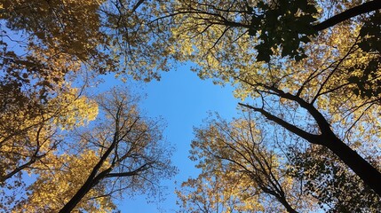 Obraz premium A cluster of trees with autumn leaves, framed against a brilliant blue sky.