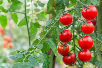 Ripe red round cherry tomatoes ripen on a bunch