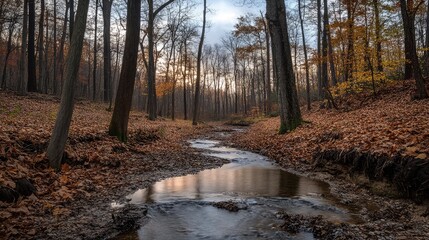 A small stream winding through an autumn forest, with the sky visible above.