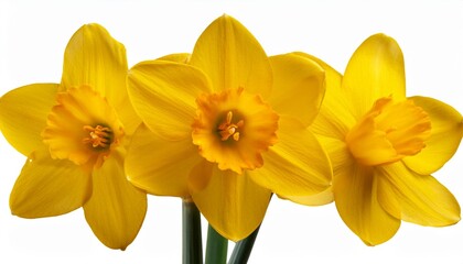 Fototapeta premium yellow daffodils flower isolated on a transparent background in close up