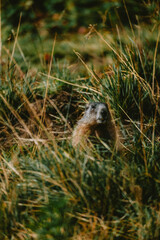 marmot in the italian mountains