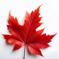 Autumn, Autumn leaves