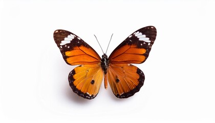 Fototapeta premium butterfly isolated on a white background