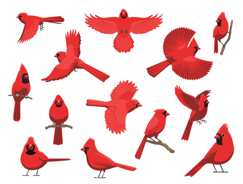 Northern Cardinal Bird Winter Red Various Poses Cartoon Vector Character
