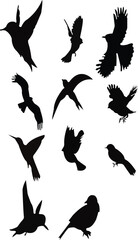 Vector set of bird silhouette. Sitting and flyin,vector, bird, . sitting, lyin, illustration, nature, flying, animal, cut out, feather, pigeon, animal body part, animal wing, in silhouette, freedom, w