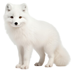 Fototapeta premium PNG Arctic fox wildlife standing mammal.