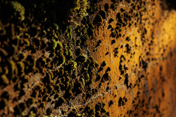 vista macro di una vecchia parete di cemento ricoperta da vari strati di muschio verde ed arancione...