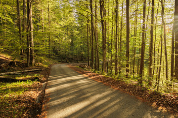 vista panoramica sull'interno di una bellissima foresta con alti alberi verdi, nelle montagne del nord est Italia, vicino a Tarvisio, di giorno, in primavera, illuminate dalla luce brillante del sole