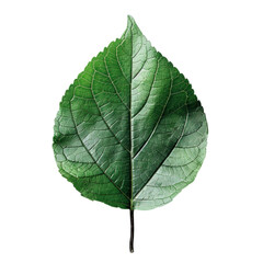 Green leaf on white background. Isolated on transparent background. PNG design element.