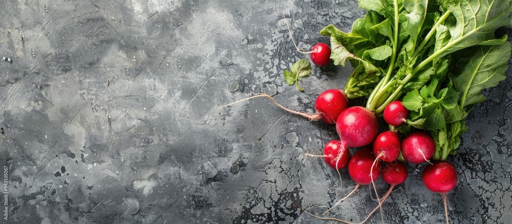 Poster Radishes from a fresh organic farm displayed on a textured gray background with copy space image