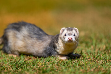 Ferret (Mustela putorius furo), Furão