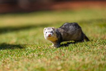 Ferret (Mustela putorius furo), Furão