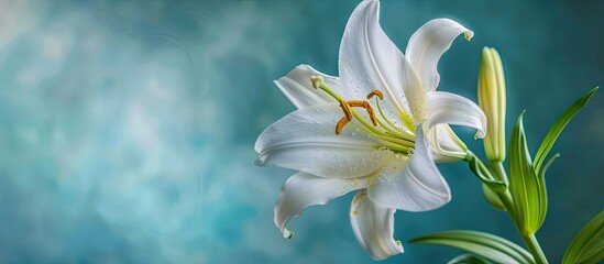 Obraz premium Beautiful close up image of a White Madonna Lily flower on a blue background perfect for a Easter Lily flowers greeting card with copy space image