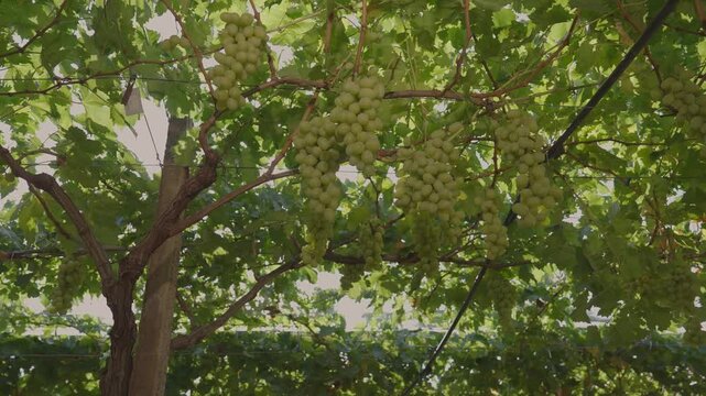White table grapes under an awning with sunbeams penetrating