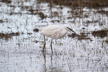 garzetta bianca che si sposta nell'acqua bassa di una palude alla ricerca di cibo