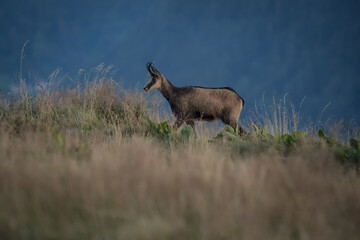 View of a chamois in the Vosges mountains in Alsace