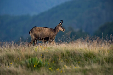 View of a chamois in the Vosges mountains in Alsace