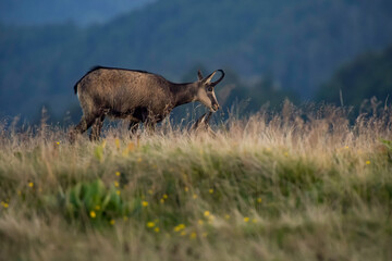 View of a chamois in the Vosges mountains in Alsace