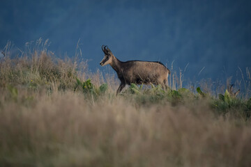 View of a chamois in the Vosges mountains in Alsace