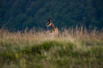 View of a chamois in the Vosges mountains in Alsace