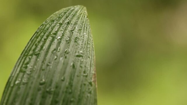 Rain water drop on coconut tree leaf with blurred green background