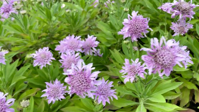 Pterocephalus lasiospermus scabious endemic plant to Tenerife,Canary Islands,Spain.